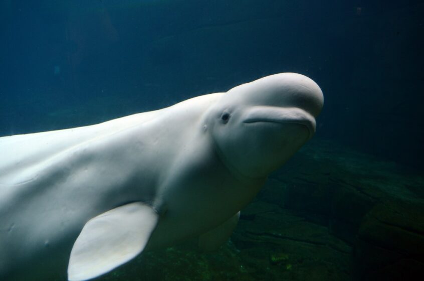 beluga