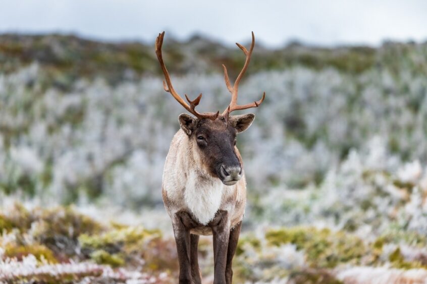 caribou forestier