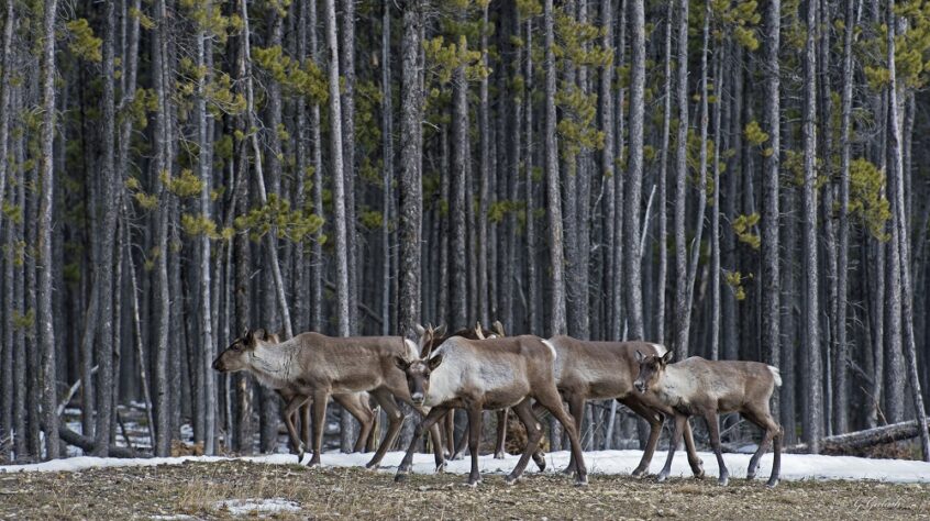 caribou forestier