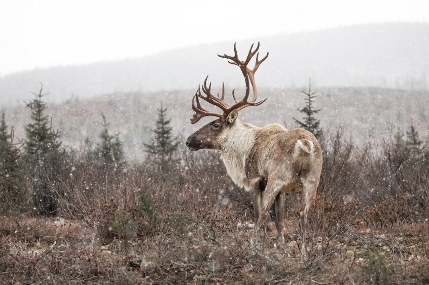 caribou forestier