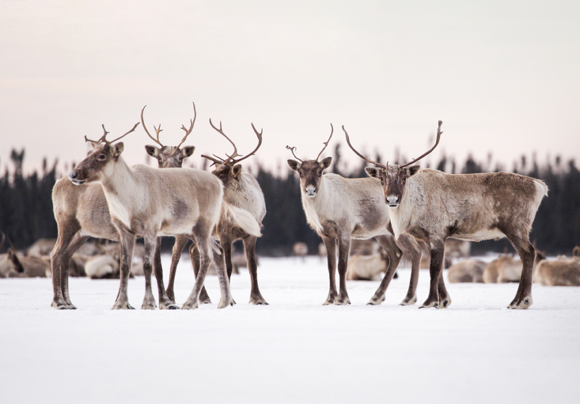 caribou migrateur