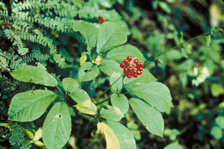 Ginseng à 5 folioles