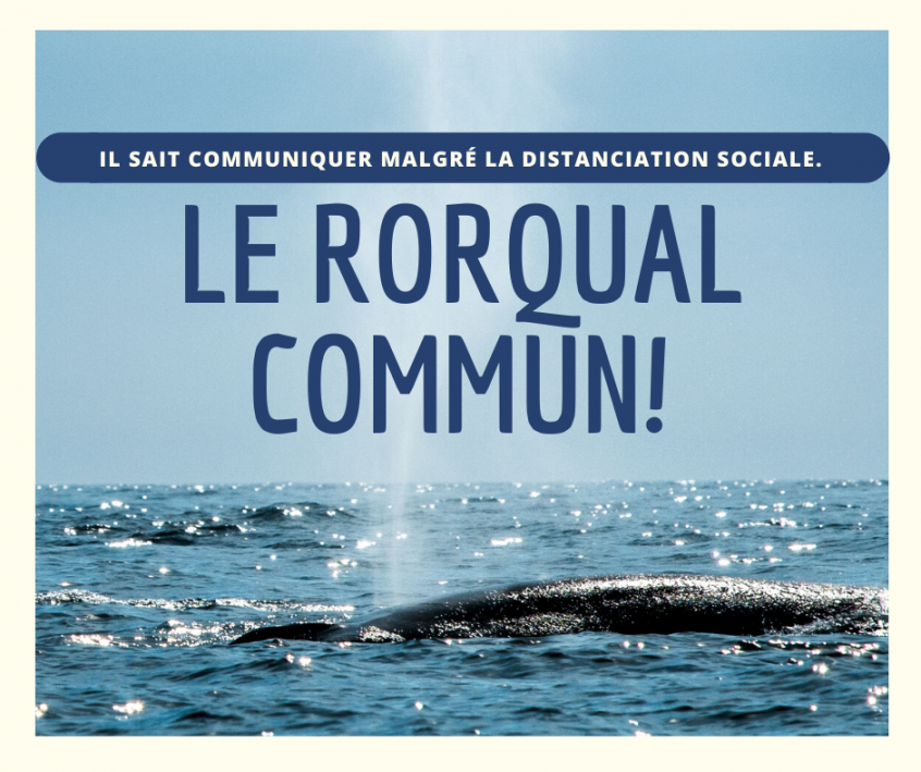 Communiquer malgré la distanciation sociale : le rorqual commun