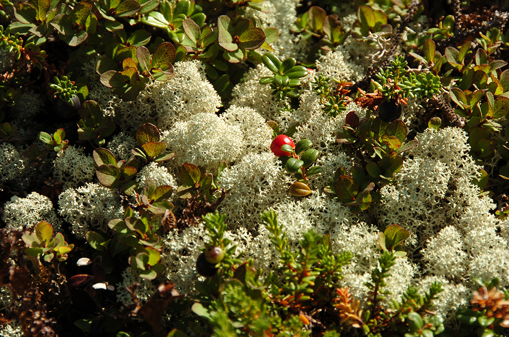 Featured image for “Le parc national d&rsquo;Ulittaniujalik”