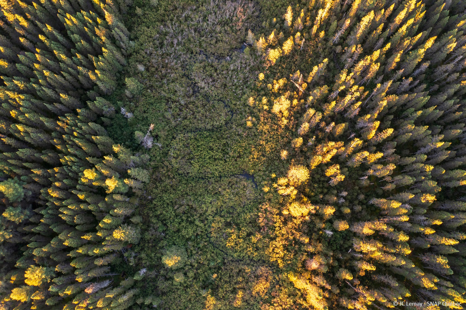 Featured image for “Couper moins, couper mieux: l’avenir de la forêt passe par la science”