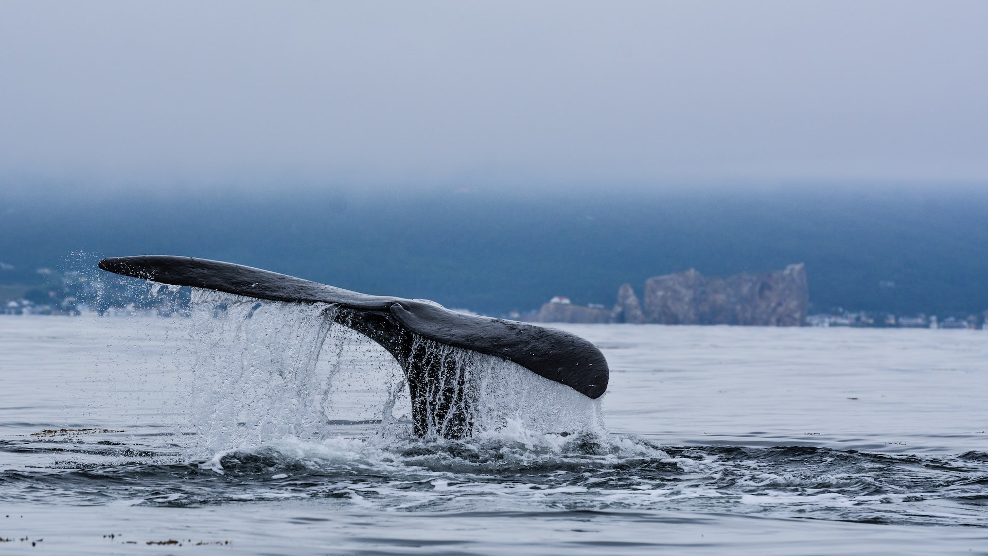 Baleine noire de l'Atlantique Nord. Photo de Guylaine Marchand.