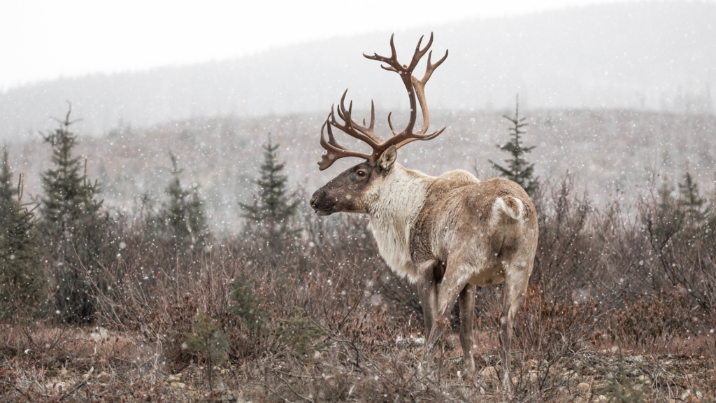 Protection du caribou: le retard n’est plus justifiable - SNAP Québec