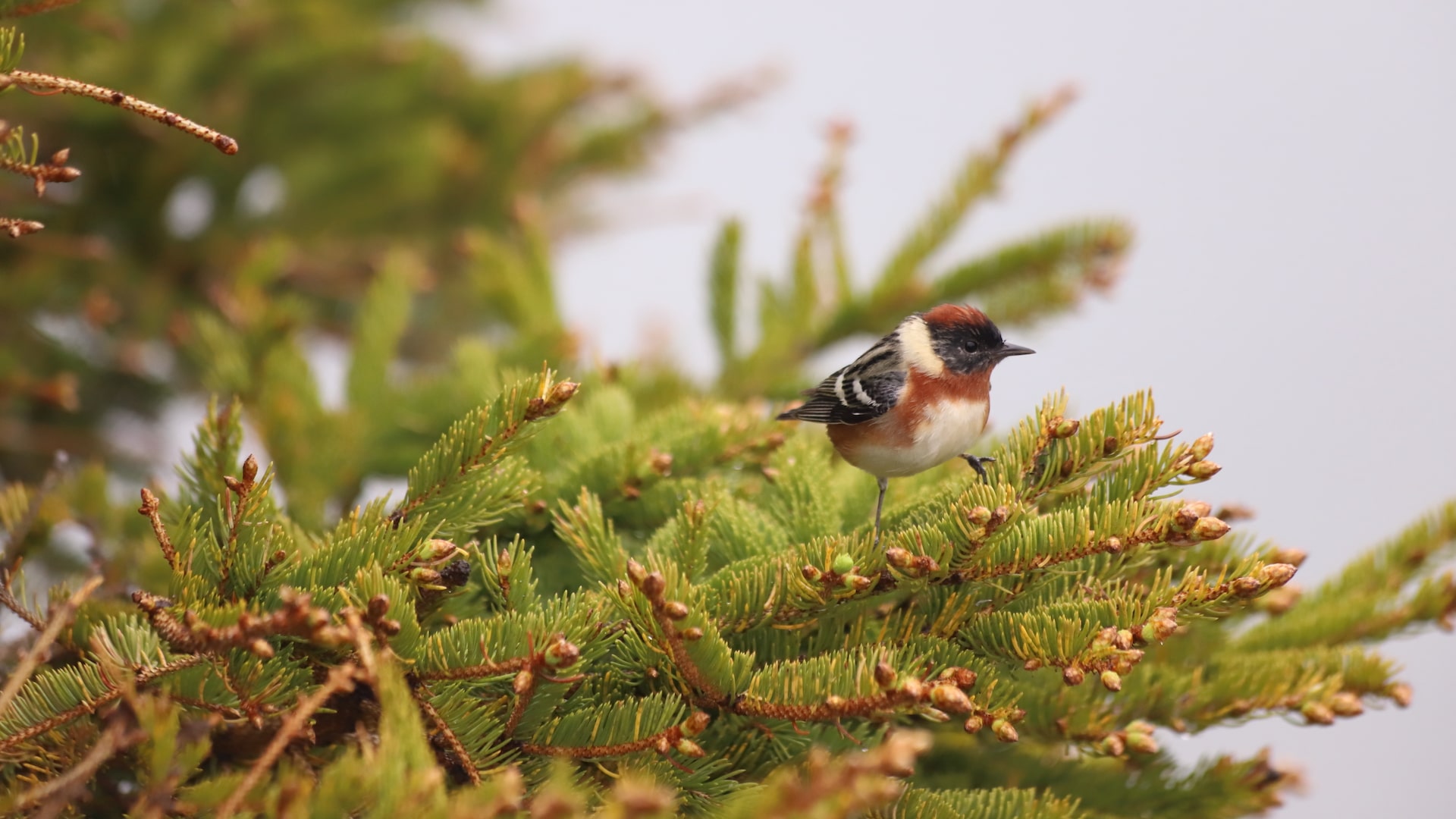 Featured image for “Webinaire: Comment mieux connaître et protéger les oiseaux de la forêt boréale?”