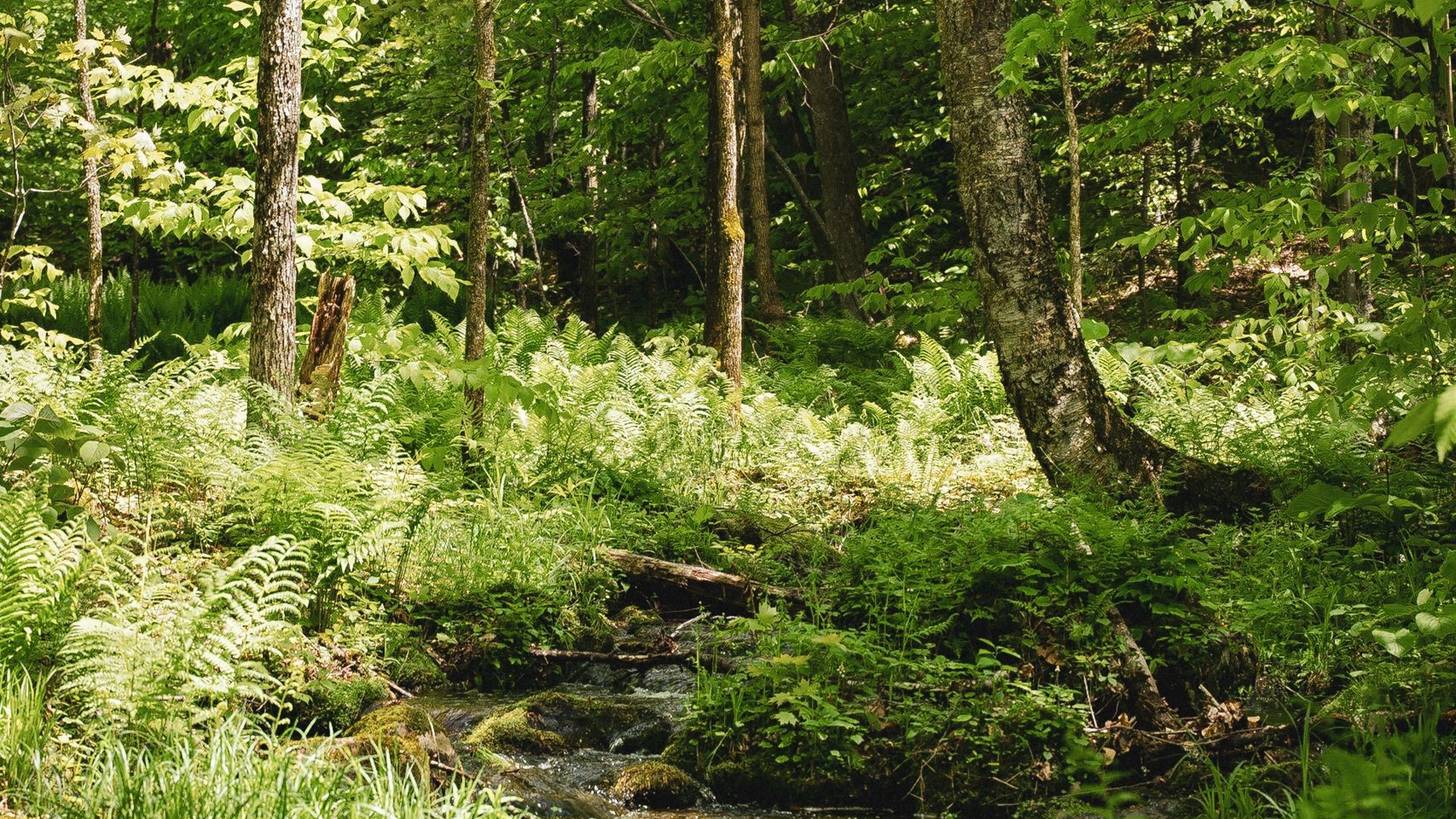 Featured image for “Le plan d’aménagement forestier: bon pour les propriétaires, bon pour la nature!”