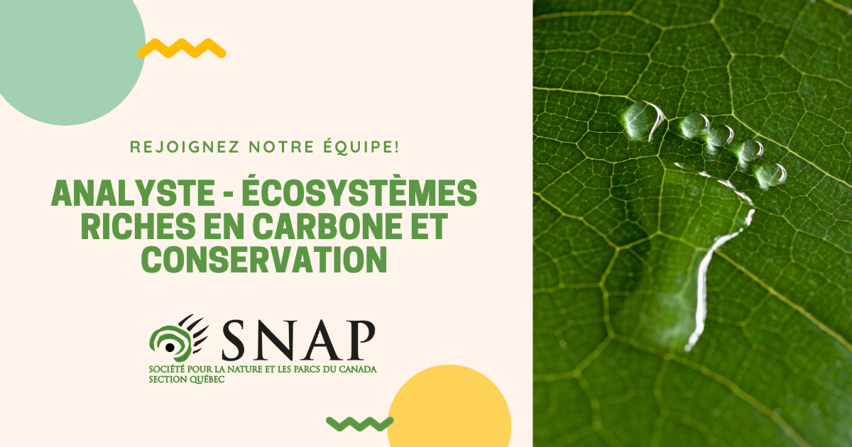 Featured image for “Offre d’emploi: Analyste – Écosystèmes riches en carbone et conservation”