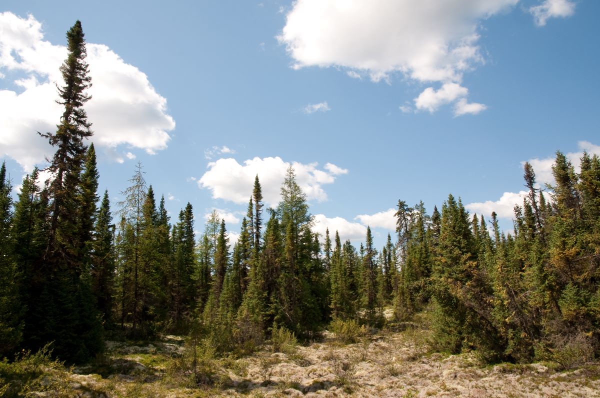 Featured image for “Plus de 3,6 M$ octroyés pour le développement d’initiatives de conservation sur le territoire québécois”