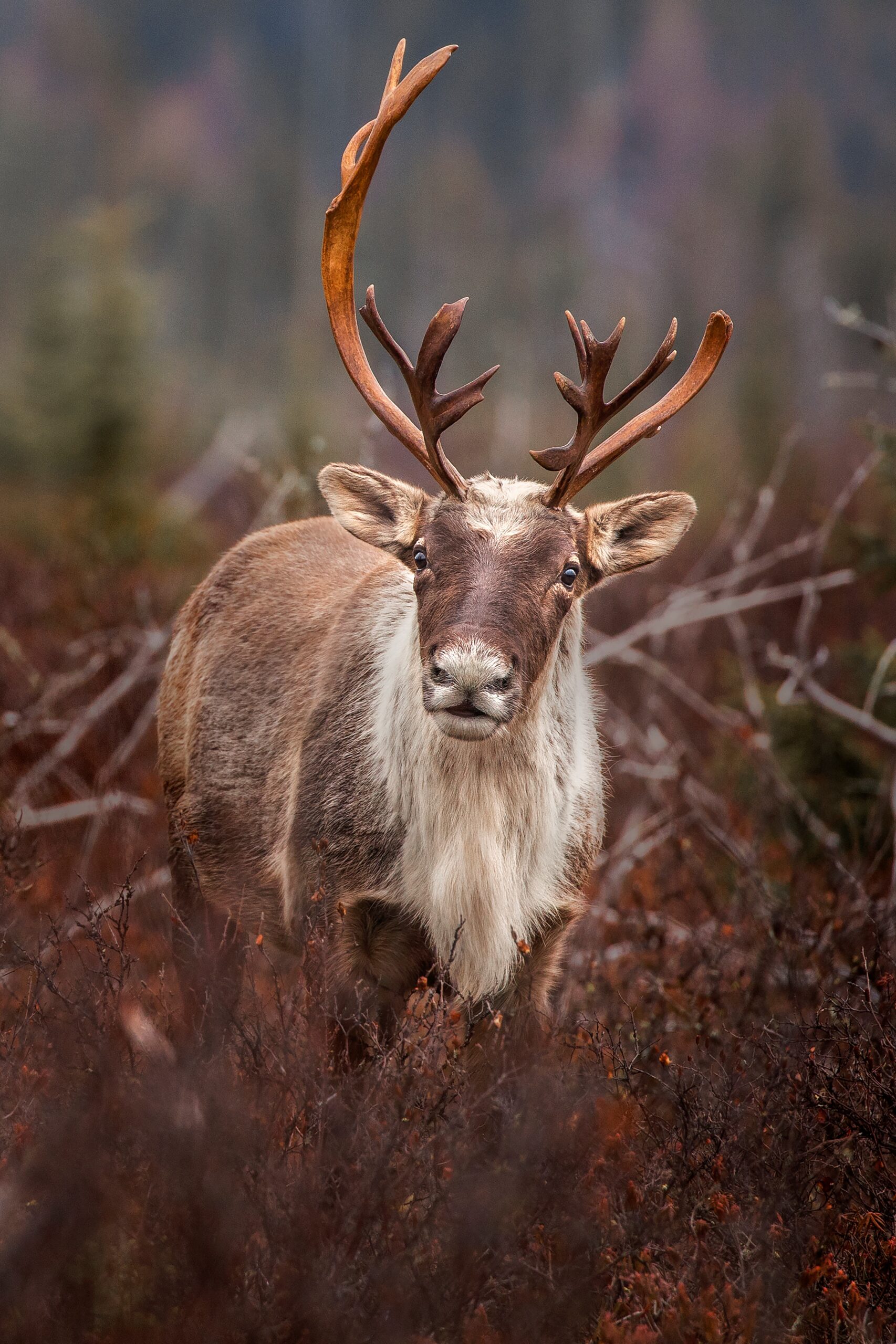 Featured image for “Saisir les bons outils pour protéger le caribou forestier: 16 recommandations de la SNAP Québec ”