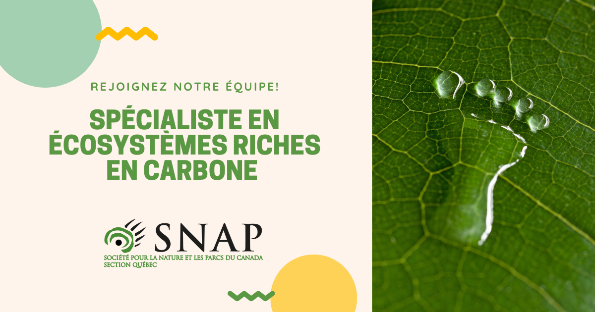 Featured image for “Offre d’emploi: Spécialiste en écosystèmes riches en carbone”