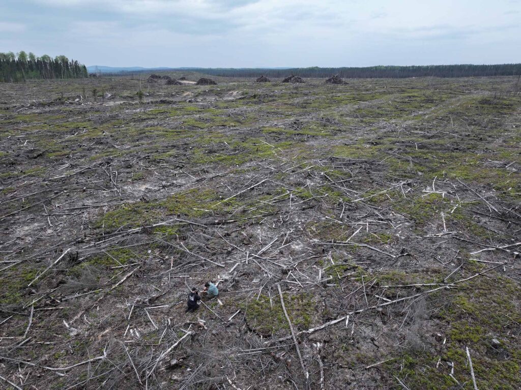 Zone forestière exploitée