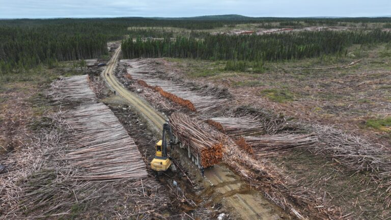 Coupe de bois dans une forêt du Québec