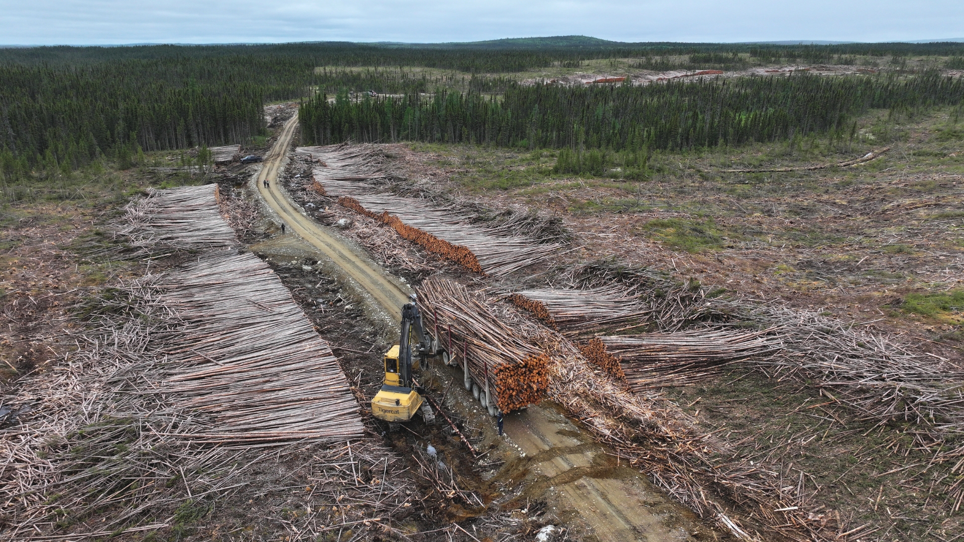 Featured image for “Le bois qui cache la forêt : le réel bilan carbone du secteur forestier québécois”