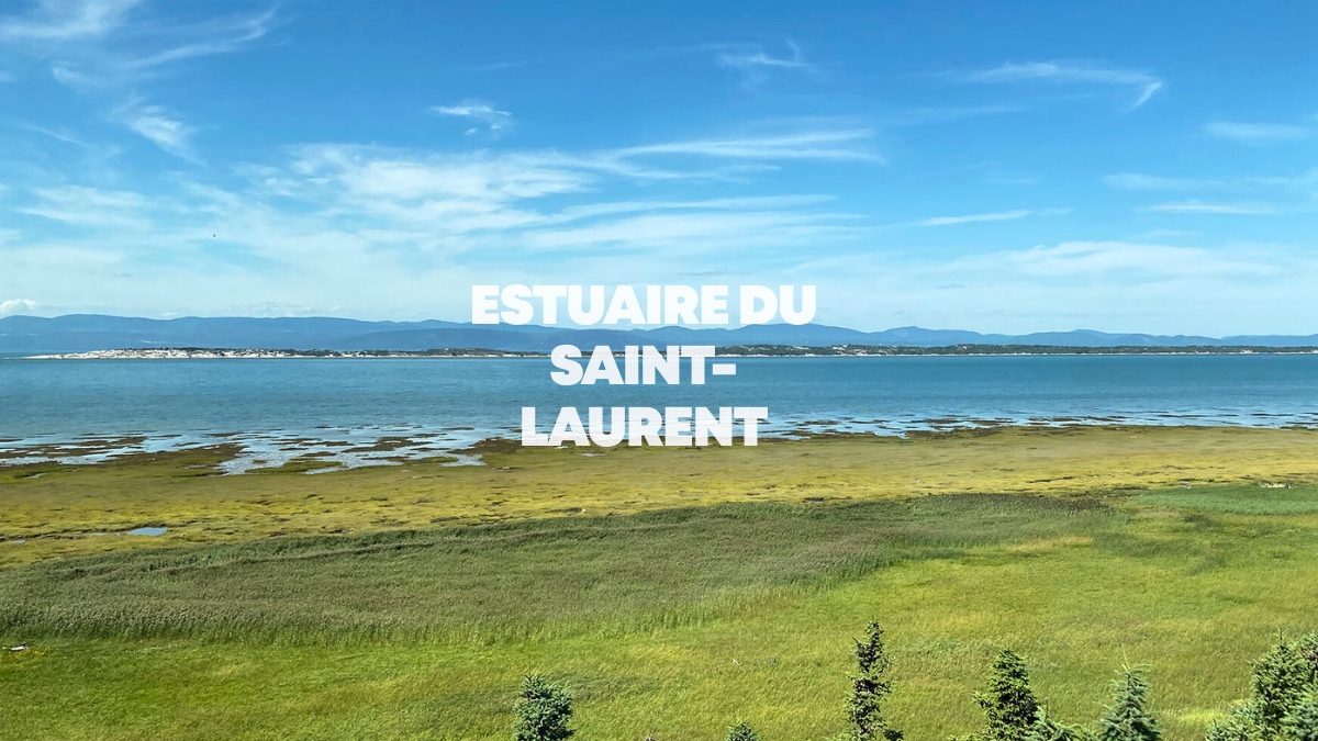 Estuaire du Saint-Laurent