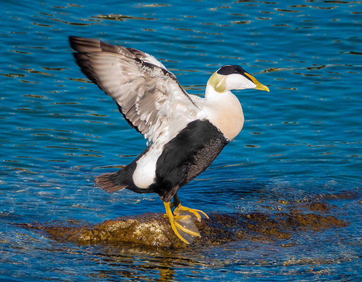 Eiders à duvet ©LouieLea