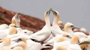 Oiseaux marins - Fous de Bassan