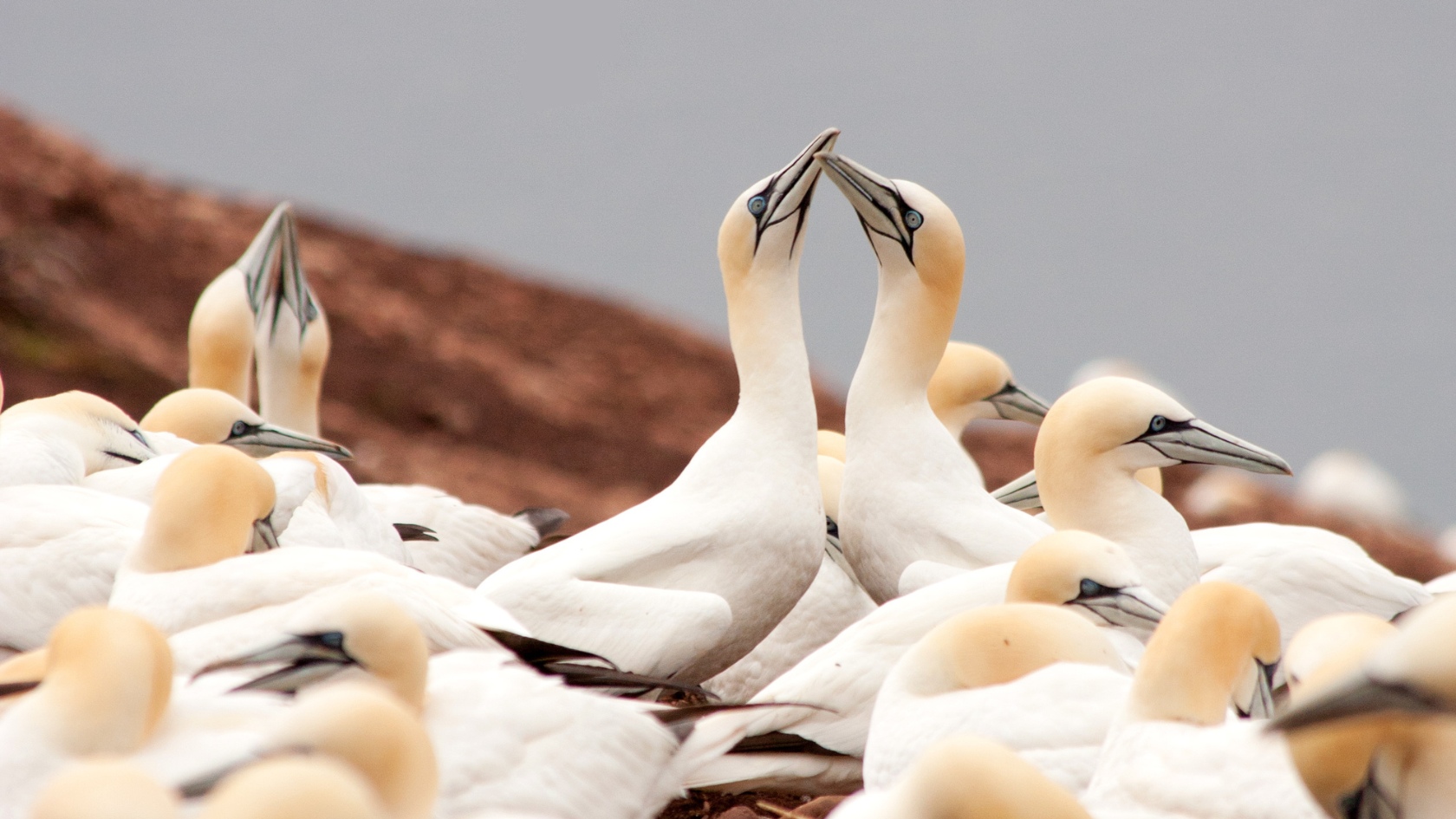 Featured image for “Un siècle de protection des oiseaux marins en Basse Côte-Nord!”