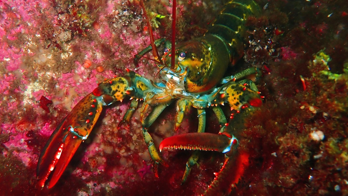 Homard