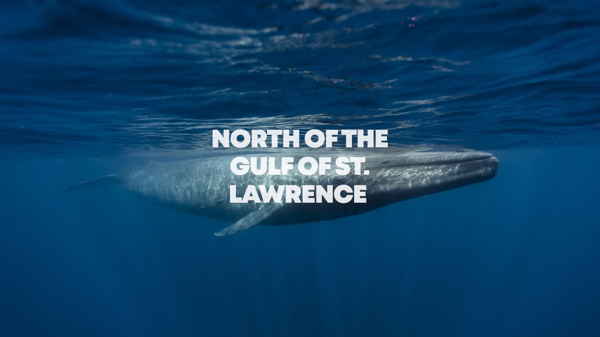 North of the Gulf of St. Lawrence