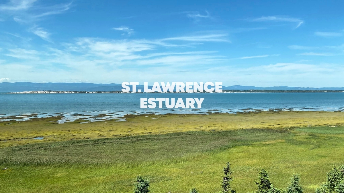 St. Lawrence Estuary