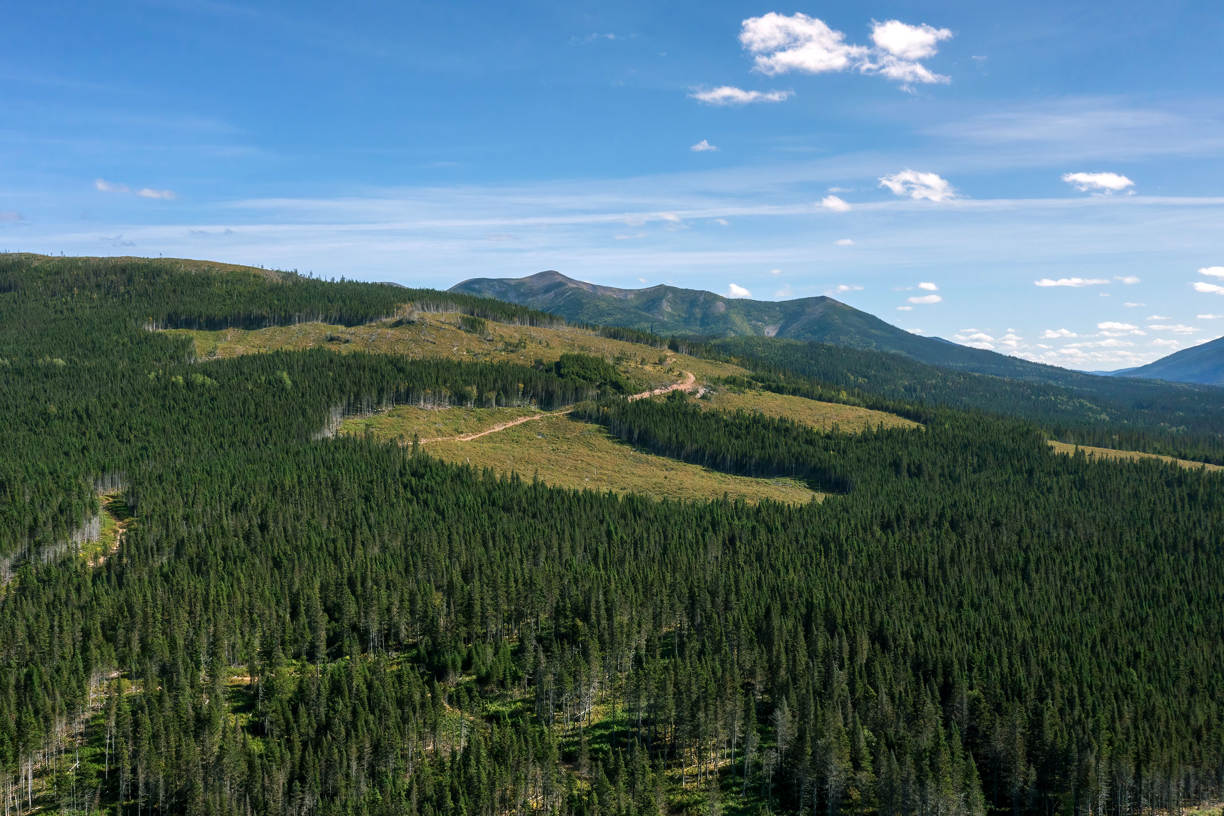 Featured image for “Peut-on concilier foresterie et climat?”