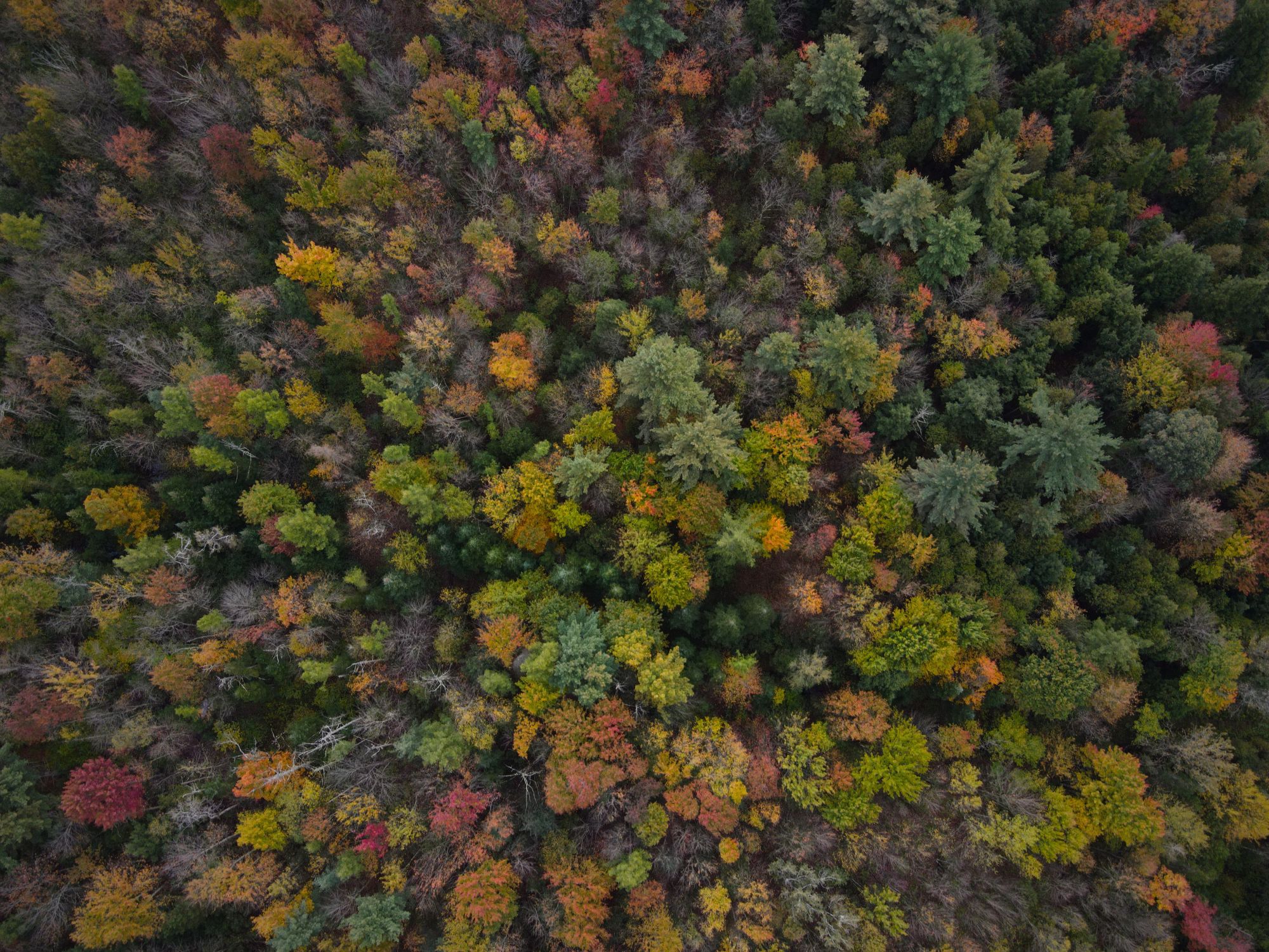 Featured image for “Cible climatique : le secteur forestier doit être inclus dans le calcul des GES”