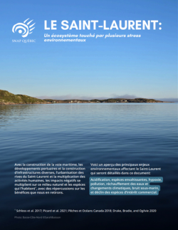 Vignette du document Le Saint-Laurent: Un écosystème touché par plusieurs stress environnementaux