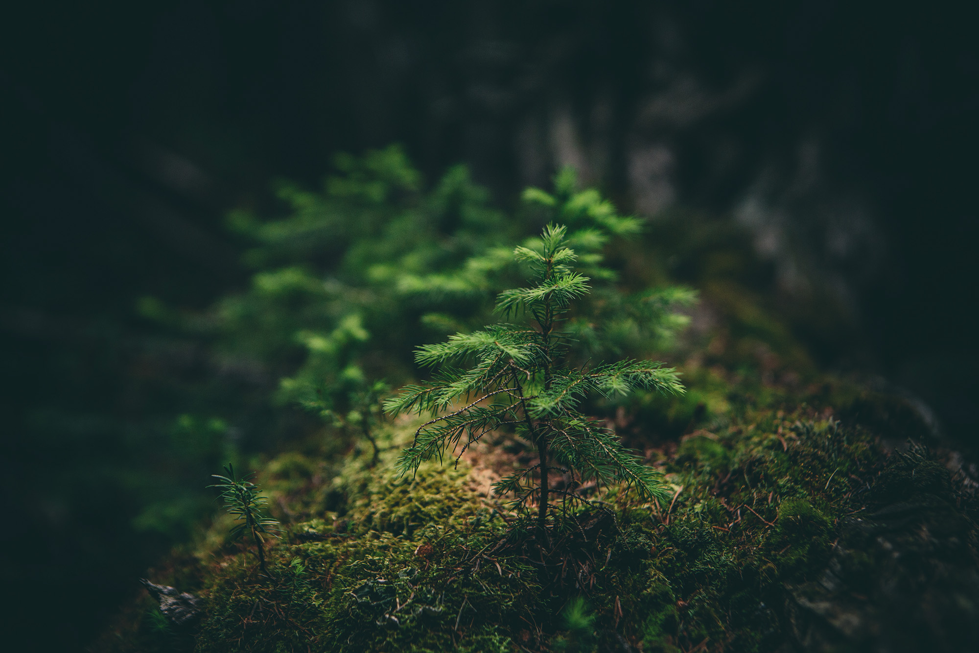 Featured image for “Les groupes environnementaux dénoncent leur mise à l’écart de la commission parlementaire sur la loi « Q-5 »”