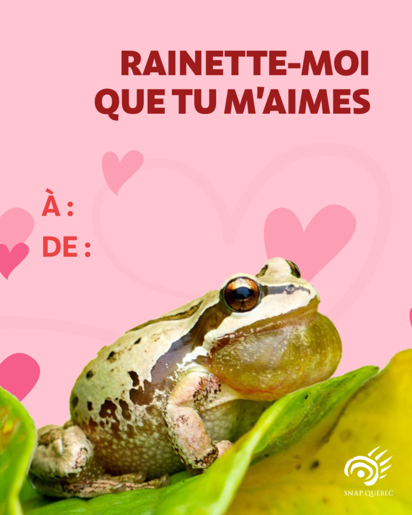 Carte de Saint-Valentin rainette faux-grillon, rainette-moi que tu m'aimes