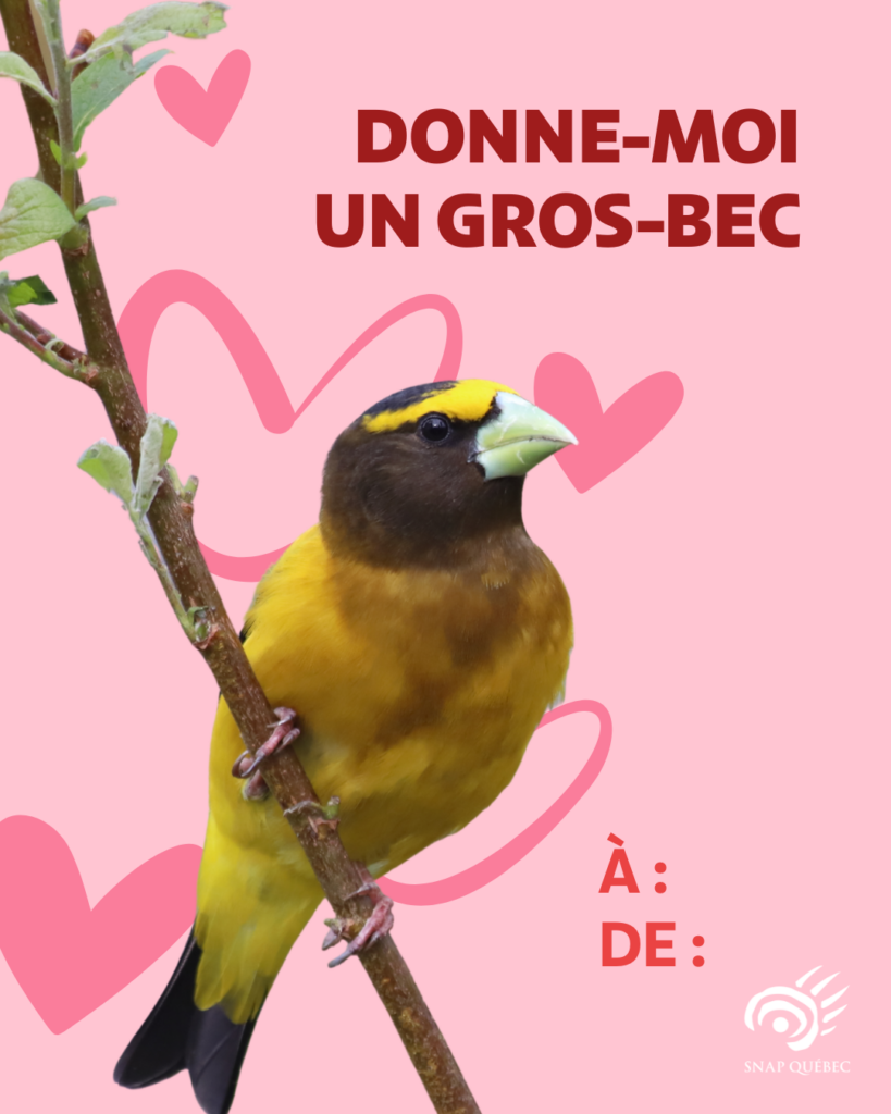 Carte de Saint-Valentin Gros-bec errant