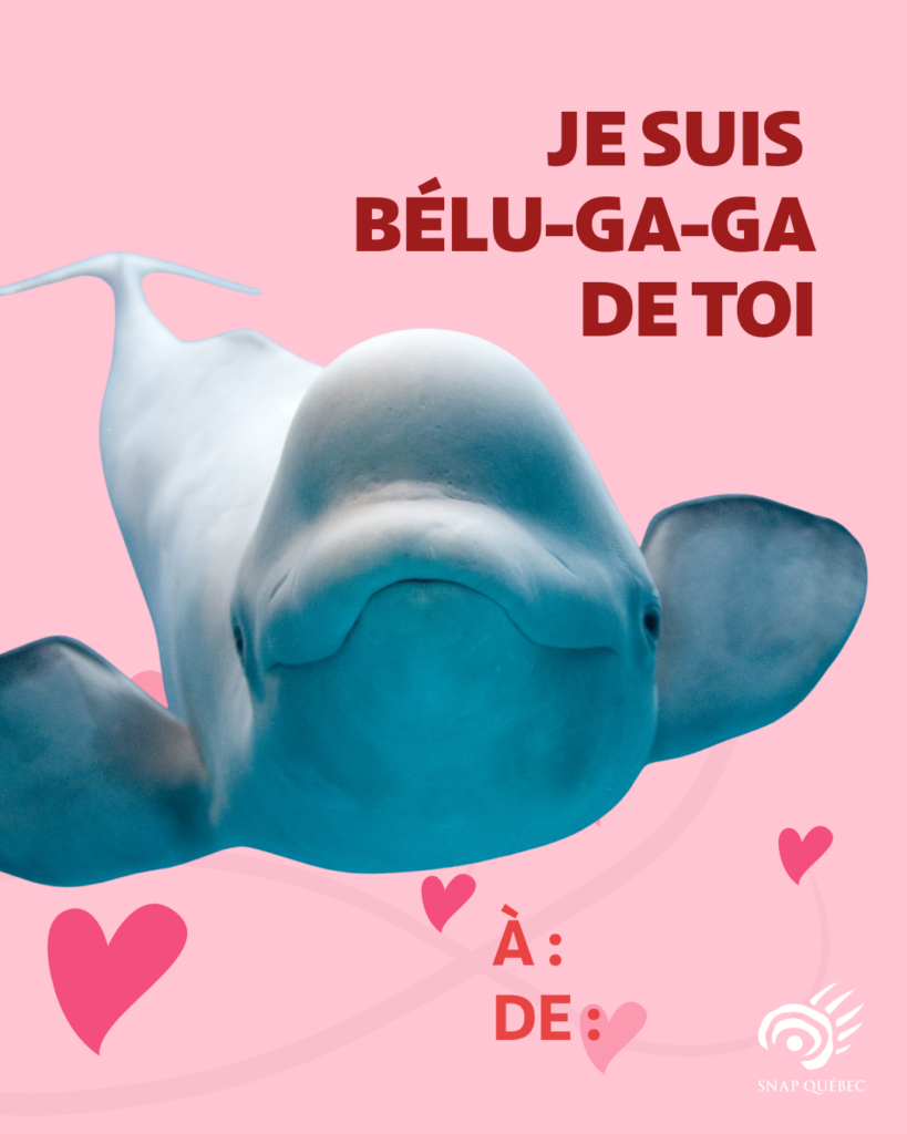 Carte de Saint-Valentin b&eacute;luga