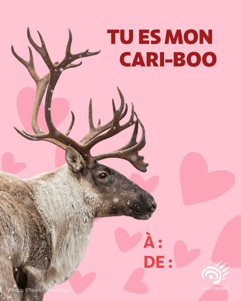 Carte de Saint-Valentin caribou