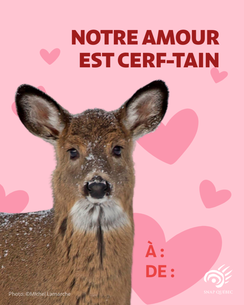 Carte de Saint-Valentin cerf