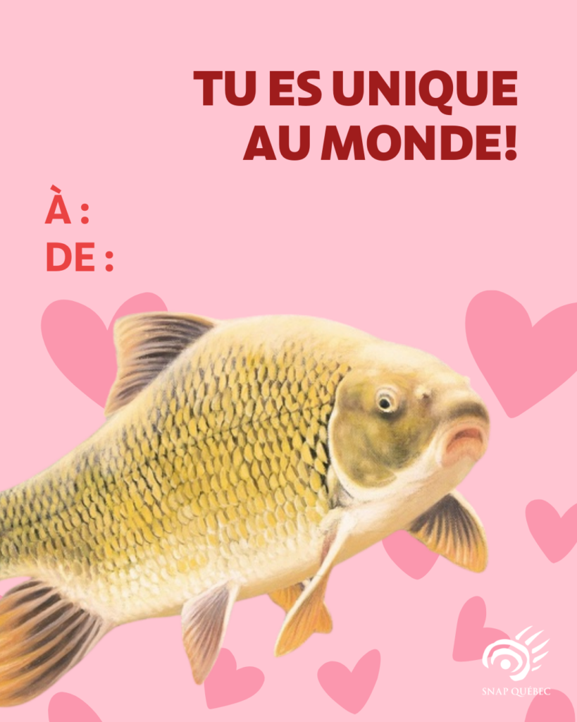 Carte de Saint-Valentin chevalier cuivr&eacute;