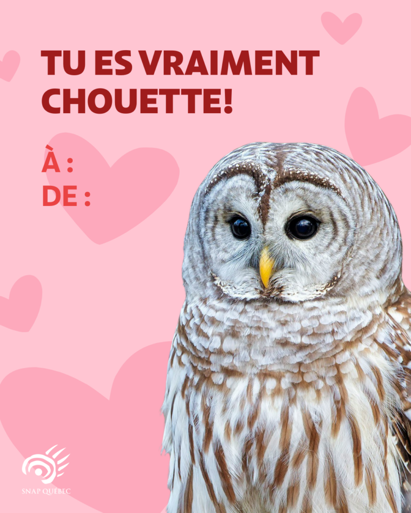 Carte de Saint-Valentin chouette ray&eacute;e