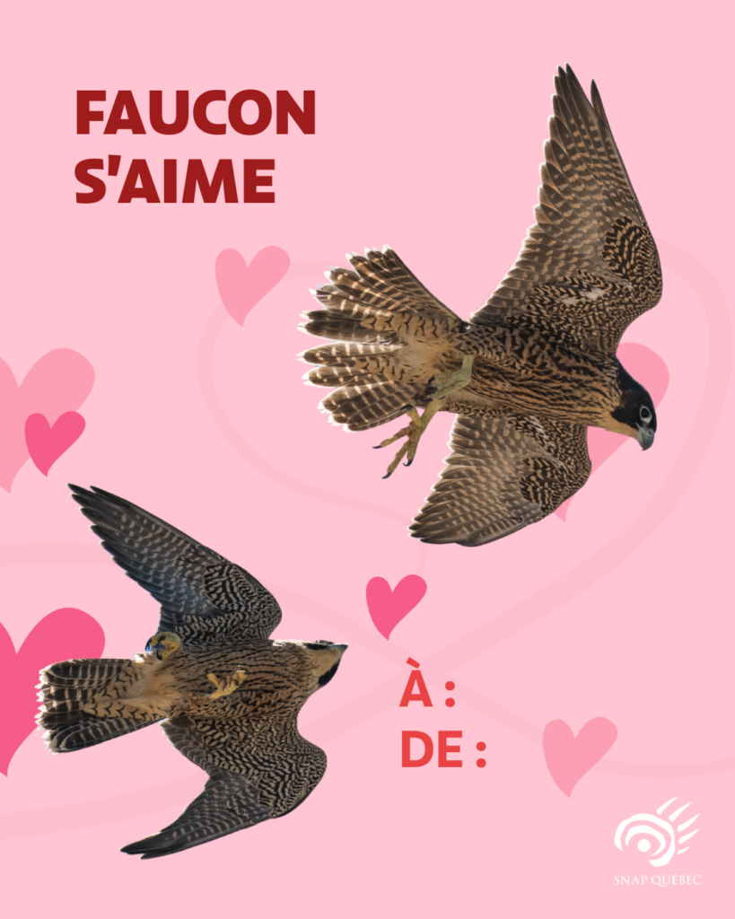 Carte de Saint-Valentin Faucon p&egrave;lerin