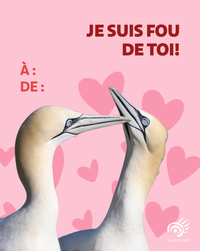 Carte de Saint-Valentin fou de Bassan