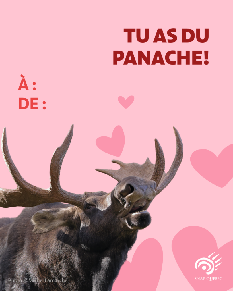 Carte de Saint-Valentin orignal