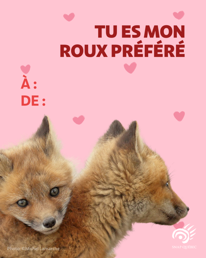 Carte de Saint-Valentin renard roux