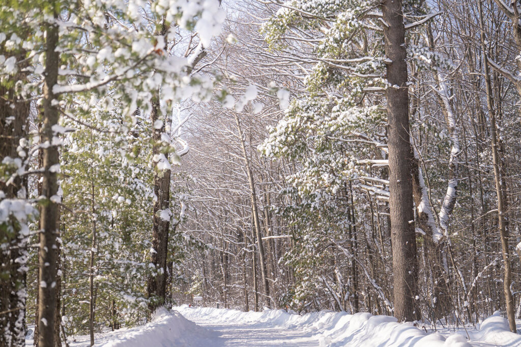 Forêt enneigée du parc d'Oka