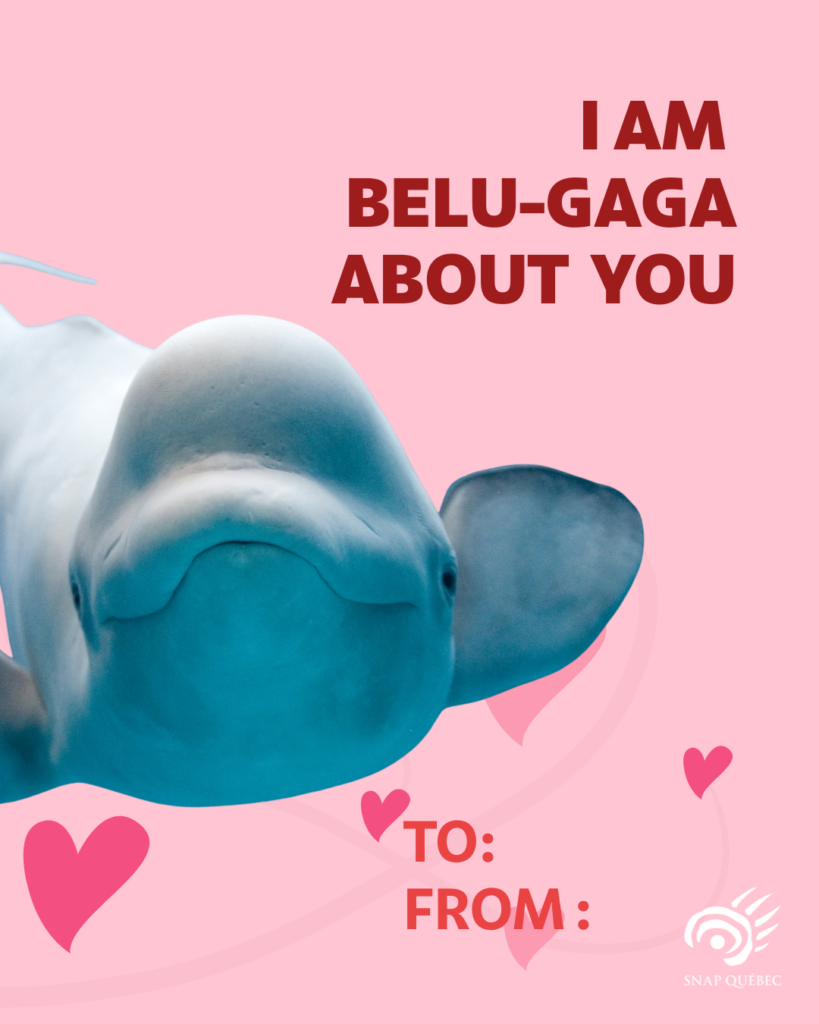 Valentine's Day card beluga, I am belu-gaga about you