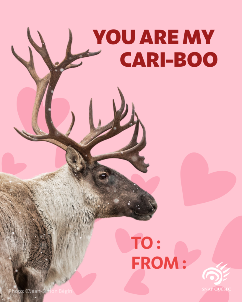 Valentine's Day card caribou, You are my cari-boo