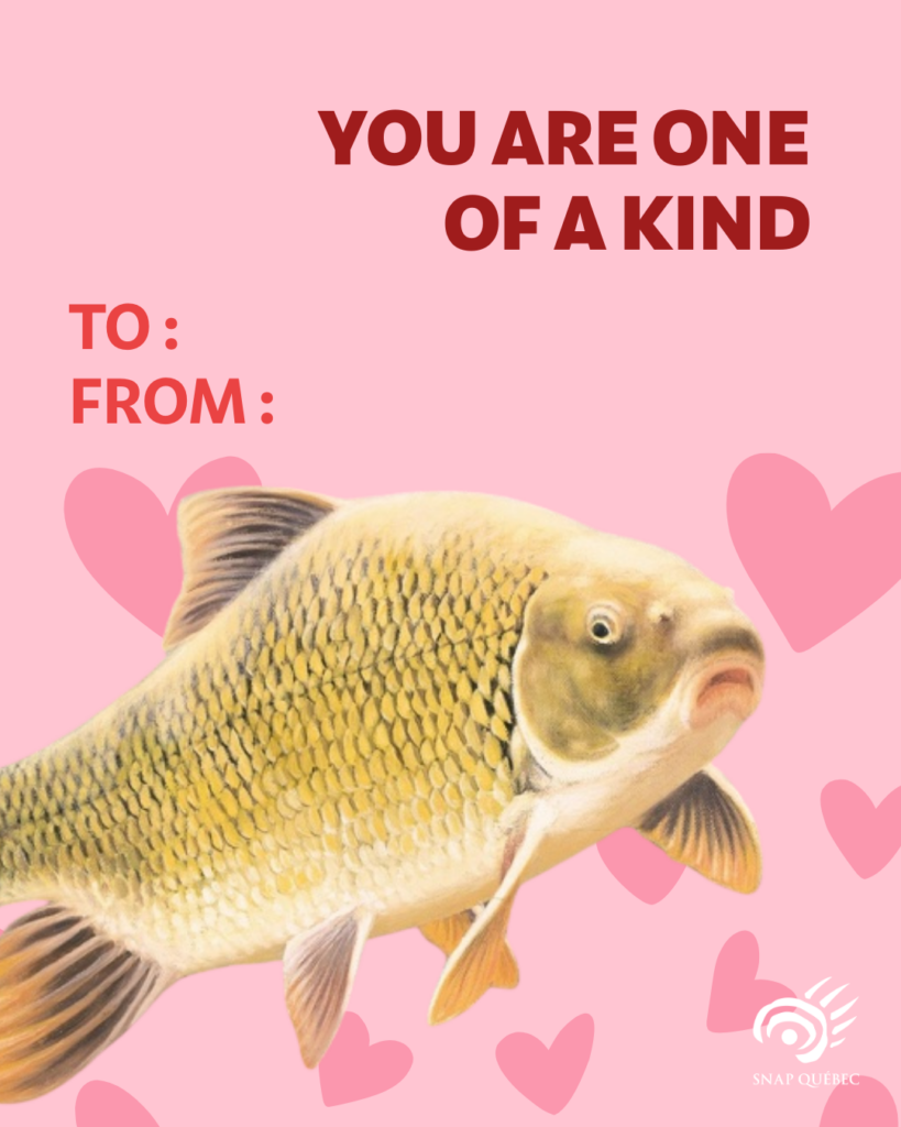 Valentine's Day card copper redhorse, You are one of a kind