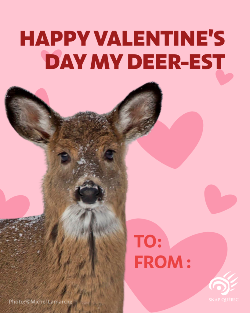 Valentine's Day card deer, Happy Valentine's Day my deer-est