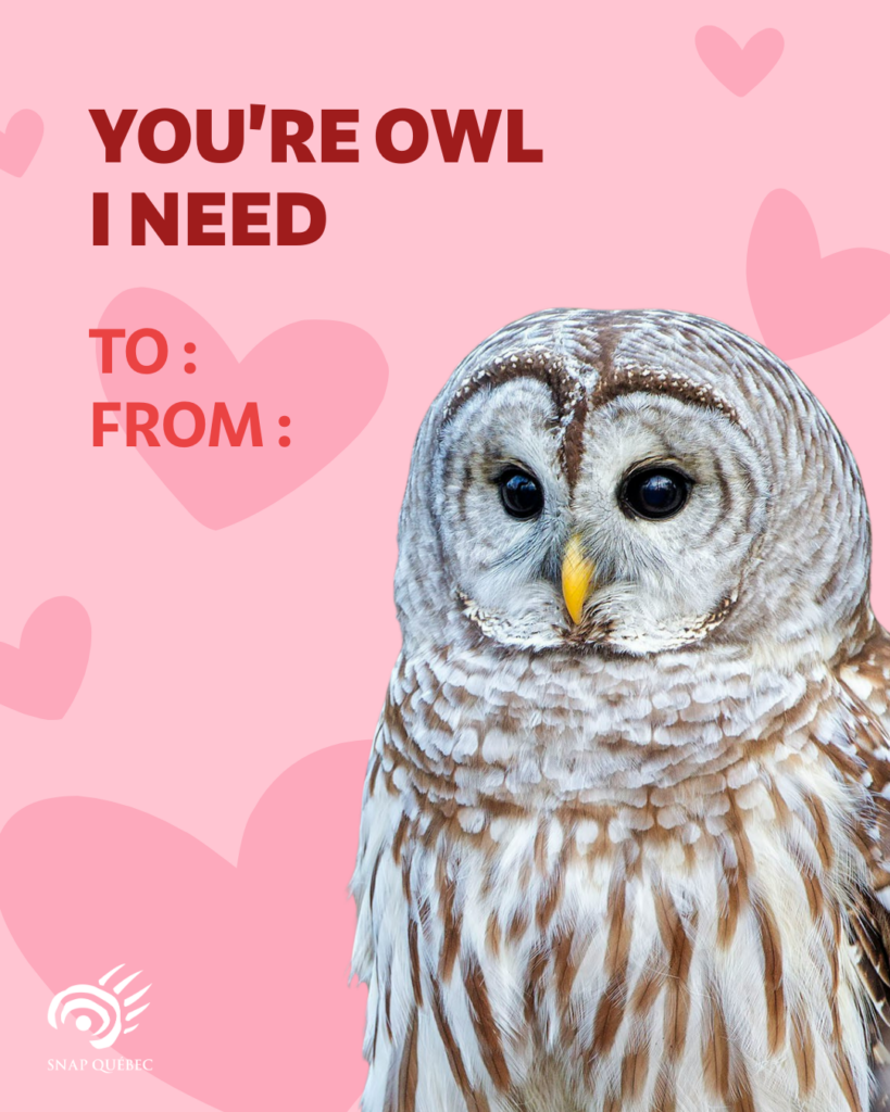 Valentine's Day card owl, You're owl I need
