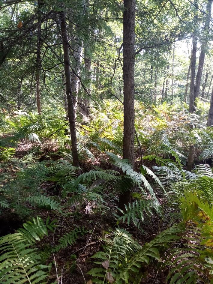 Featured image for “Victoriaville innove en écofiscalité pour réduire les îlots de chaleur et encourager la plantation d&rsquo;arbres”