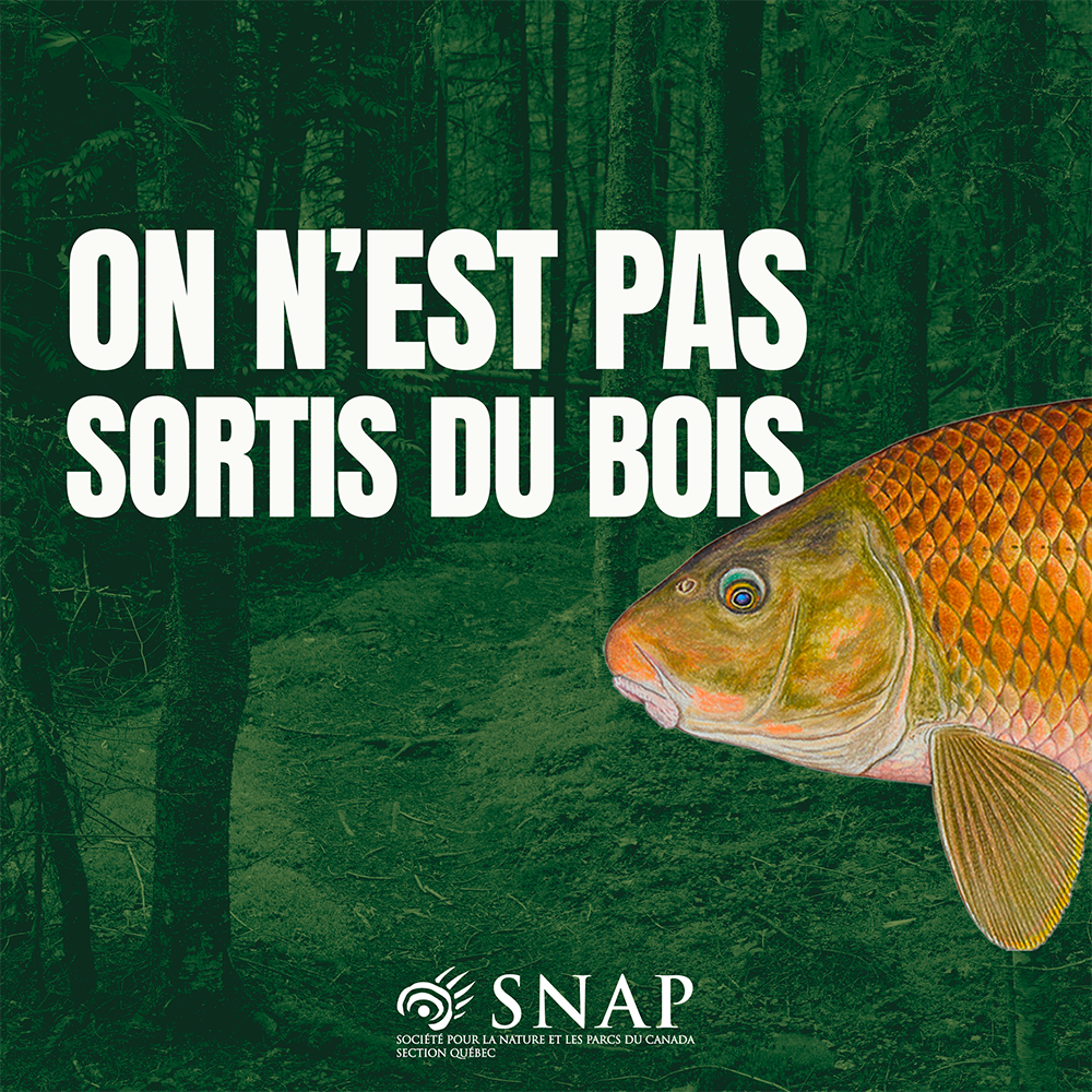 On n'est pas sortis du bois